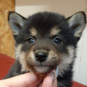 柴犬(標準サイズ)【富山県・男の子・2022年12月22日・黒】の写真「小さくて可愛い男の子、母は豆柴認定犬です🎵」