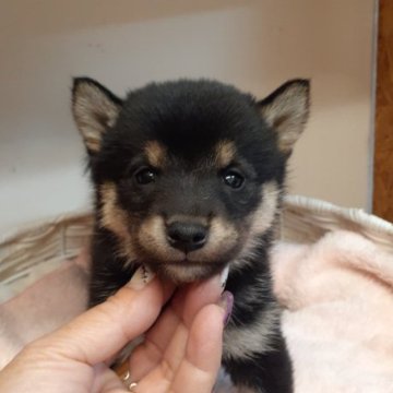 柴犬(標準サイズ)【富山県・女の子・2023年9月24日・黒】の写真「小振りで可愛い女の子🎀♀」