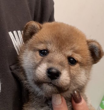 柴犬(標準サイズ)【富山県・女の子・2022年1月2日・赤】の写真「ハイクオリティな女の子🎀♀」