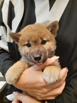 柴犬(標準サイズ)【富山県・男の子・2020年9月25日・赤】の写真「凛々しいお顔の男の子♪」