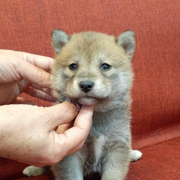 柴犬(標準サイズ)【富山県・女の子・2021年11月10日・赤】の写真「骨格のしっかりとした女の子🎀♀」