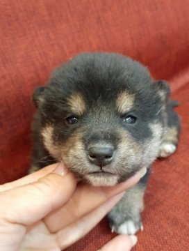 柴犬(標準サイズ)【富山県・男の子・2022年3月16日・黒】の写真「配色の綺麗な黒の男の子♪」