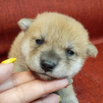 柴犬(標準サイズ)【富山県・女の子・2022年4月28日・赤】の写真「可愛らしい女の子🎀♀」