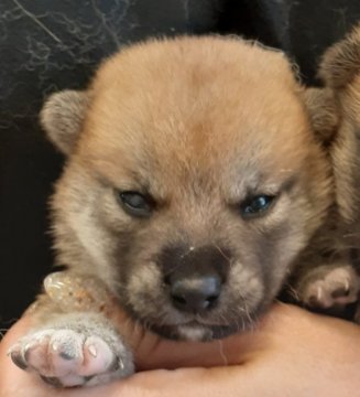 柴犬(標準サイズ)【富山県・男の子・2020年6月1日・赤】の写真「目力のある凛々しい男の子♪」