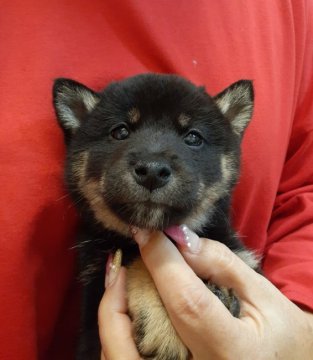 柴犬(標準サイズ)【富山県・男の子・2020年9月25日・黒】の写真「真ん丸お目目の可愛い子♥️」