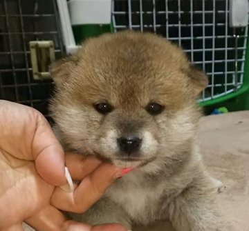 柴犬(標準サイズ)【富山県・女の子・2019年2月14日・赤】の写真「綺麗な赤一枚になるであろう女の子🎵」