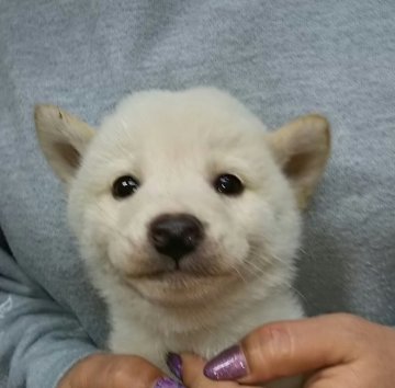 柴犬(標準サイズ)【富山県・男の子・2019年2月8日・白】の写真「可愛い白の男の子❤画像更新しました🎵」