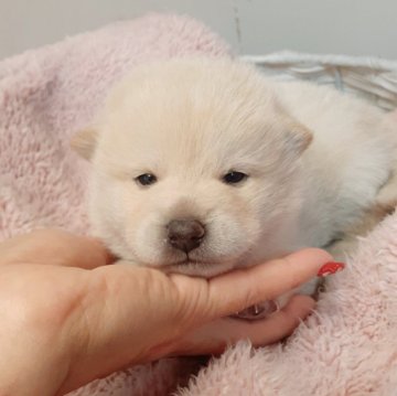 柴犬(標準サイズ)【富山県・男の子・2023年12月29日・白】の写真「優しい顔立ちの白の男の子👦」