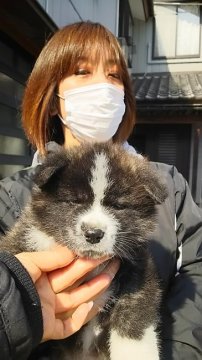 秋田犬【富山県・男の子・2019年1月24日・虎】の写真「展覧会に連れ出して～❤」