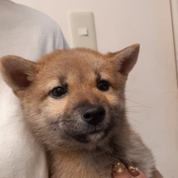 柴犬(標準サイズ)【富山県・女の子・2022年8月17日・赤】の写真「小振りで可愛い女の子♥️」