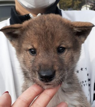 四国犬【富山県・女の子・2022年1月21日・胡麻】の写真「キュートな四国犬の女の子♪」