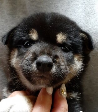 柴犬(標準サイズ)【富山県・男の子・2019年10月11日・黒】の写真「綺麗な配色で骨量のある黒の男の子❗」