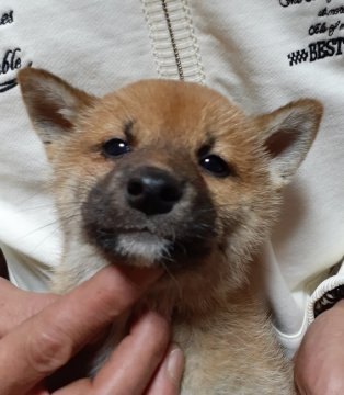 柴犬(標準サイズ)【富山県・男の子・2019年11月1日・赤】の写真「男らしく、キリリとした顔立ちです❗」