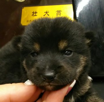 柴犬(標準サイズ)【富山県・男の子・2019年8月5日・黒】の写真「ちょっと小振りな男の子🎵」