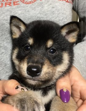 柴犬(標準サイズ)【富山県・男の子・2019年12月28日・黒】の写真「小振りで配色の綺麗な男の子です。」