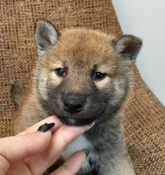 柴犬(標準サイズ)【富山県・男の子・2020年4月30日・赤】の写真「優良血統❗骨量もあり、男の子らしい顔立ちです。」