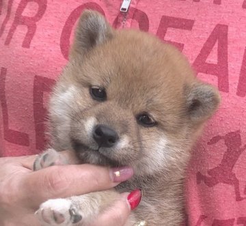 柴犬(標準サイズ)【富山県・女の子・2020年2月28日・赤】の写真「可愛い可愛いプリンセス♥️」