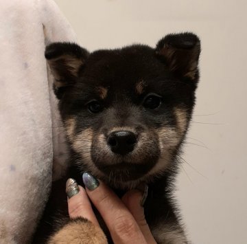 柴犬(標準サイズ)【富山県・男の子・2020年11月13日・黒】の写真「優しい性質！黒柴の男の子のご紹介です。」