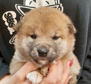 柴犬(標準サイズ)【富山県・男の子・2021年4月1日・赤】の写真「凛々しくて雄らしい顔立ちです♪」