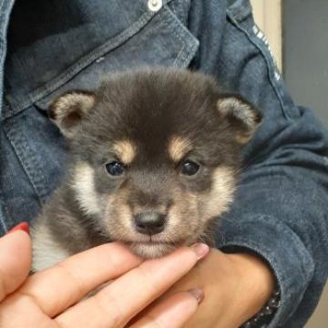 柴犬(標準サイズ)【富山県・女の子・2022年9月20日・黒】の写真「小さくてスーパー可愛い女の子♥️」