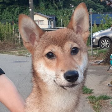 柴犬(標準サイズ)【富山県・男の子・2022年12月17日・赤】の写真「ちょっと小振りな男の子👦」