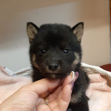 柴犬(標準サイズ)【富山県・男の子・2023年9月24日・黒】の写真「小振りで可愛い男の子👦」