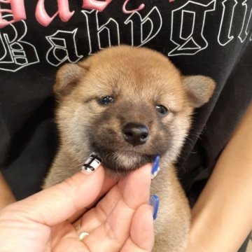 柴犬(標準サイズ)【富山県・女の子・2023年8月29日・赤】の写真「最高血統❗愛らしい女の子🎀♀」