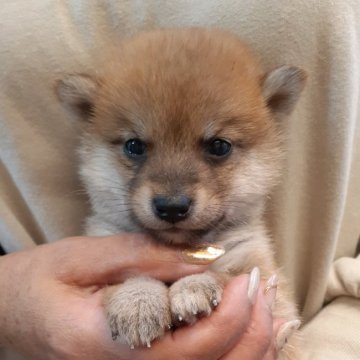 柴犬(標準サイズ)【富山県・男の子・2021年10月6日・赤】の写真「スペシャル可愛い男の子🎵」