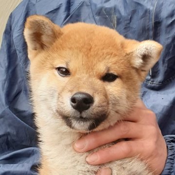 柴犬(標準サイズ)【富山県・男の子・2019年12月31日・赤】の写真「男の子らしい顔立ち、赤一枚の男の子！」