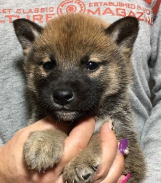 柴犬(標準サイズ)【富山県・男の子・2019年12月28日・胡麻】の写真「血統優良❗小振りな豆柴タイプの男の子♪」