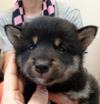 柴犬(標準サイズ)【富山県・男の子・2020年8月5日・黒】の写真「つぶらな瞳がチャームポイント♪」