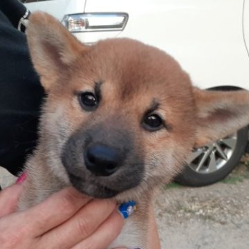 柴犬(標準サイズ)【富山県・男の子・2023年6月11日・赤】の写真「赤一枚、綺麗な顔立ちの男の子👍」