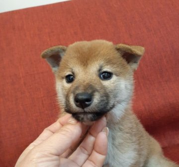 柴犬(標準サイズ)【富山県・女の子・2021年10月10日・赤】の写真「凛々しい顔立ちの女の子🎀♀」