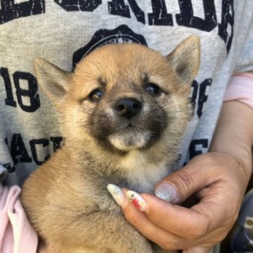 柴犬(標準サイズ)【富山県・女の子・2019年3月15日・赤】の写真「クリクリお目目がキュート💕小さめの女の子❤」