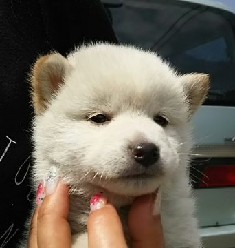 柴犬(標準サイズ)【富山県・男の子・2019年3月11日・白】の写真「まつげがキュートなタレ目ちゃん❤」