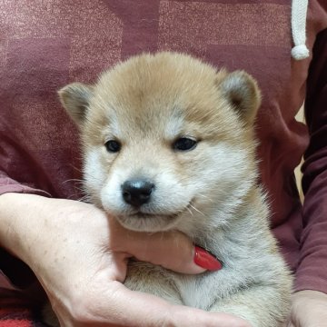 柴犬(標準サイズ)【富山県・女の子・2020年3月8日・赤】の写真「明るい赤一枚、色白で可愛い女の子♪」