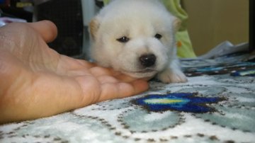 柴犬(標準サイズ)【富山県・女の子・2018年12月21日・白】の写真「可愛らしい白の女の子」