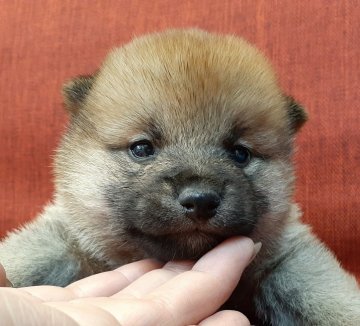 柴犬(標準サイズ)【富山県・男の子・2021年11月29日・赤】の写真「凛々しい顔立ちの男の子🎵」