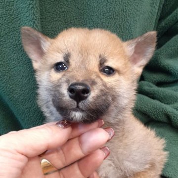 柴犬(標準サイズ)【富山県・男の子・2023年10月8日・赤】の写真「小さくて優しい性格の男の子👦」