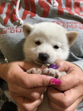 柴犬(豆柴)【富山県・男の子・2020年1月7日・白】の写真「真っ白でキュートな王子❗」