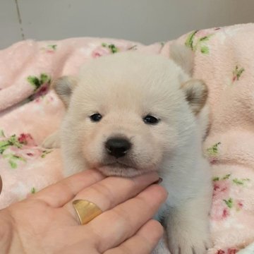 柴犬(標準サイズ)【富山県・女の子・2023年12月17日・白】の写真「綿雪のような白の女の子💕ふわふわです。」