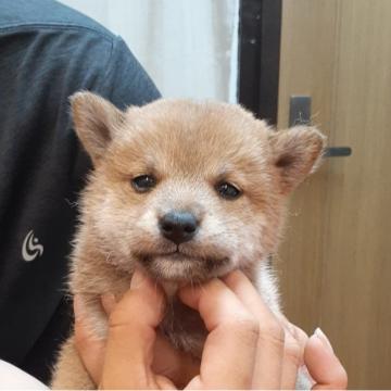 柴犬(標準サイズ)【富山県・女の子・2022年5月30日・赤】の写真「キュートなお顔の女の子🎵」