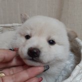 柴犬(標準サイズ)