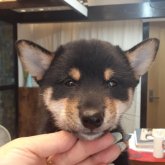 柴犬(標準サイズ)