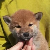 柴犬(標準サイズ)【富山県・女の子・2023年2月14日・赤】の写真2