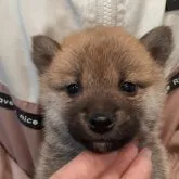 柴犬(標準サイズ)【富山県・女の子・2022年11月19日・赤】の写真2