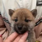 柴犬(標準サイズ)【富山県・女の子・2022年11月19日・赤】の写真3