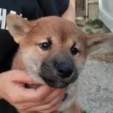 柴犬(標準サイズ)【富山県・男の子・2023年6月11日・赤】の写真3