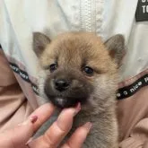 柴犬(標準サイズ)【富山県・女の子・2022年11月19日・赤】の写真4