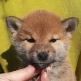 柴犬(標準サイズ)【富山県・女の子・2023年2月14日・赤】の写真4